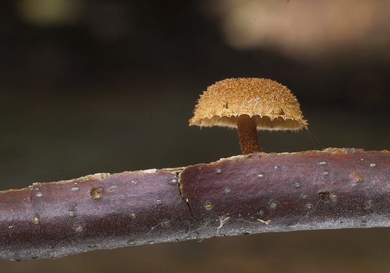 Phaeomarasmius erinaceus